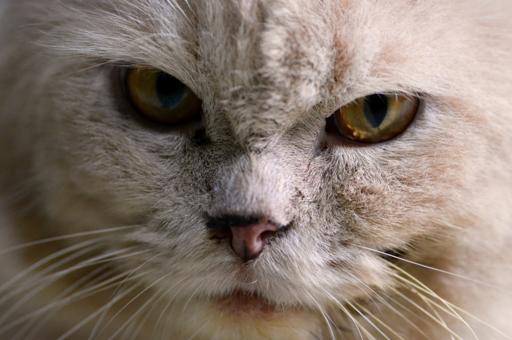 a close up of a white cat with green eyes