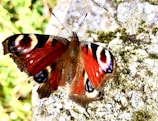 Close-up of a rare butterfly species found within the community conservation areas.