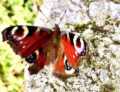 Close-up of a rare butterfly species found within the community conservation areas.
