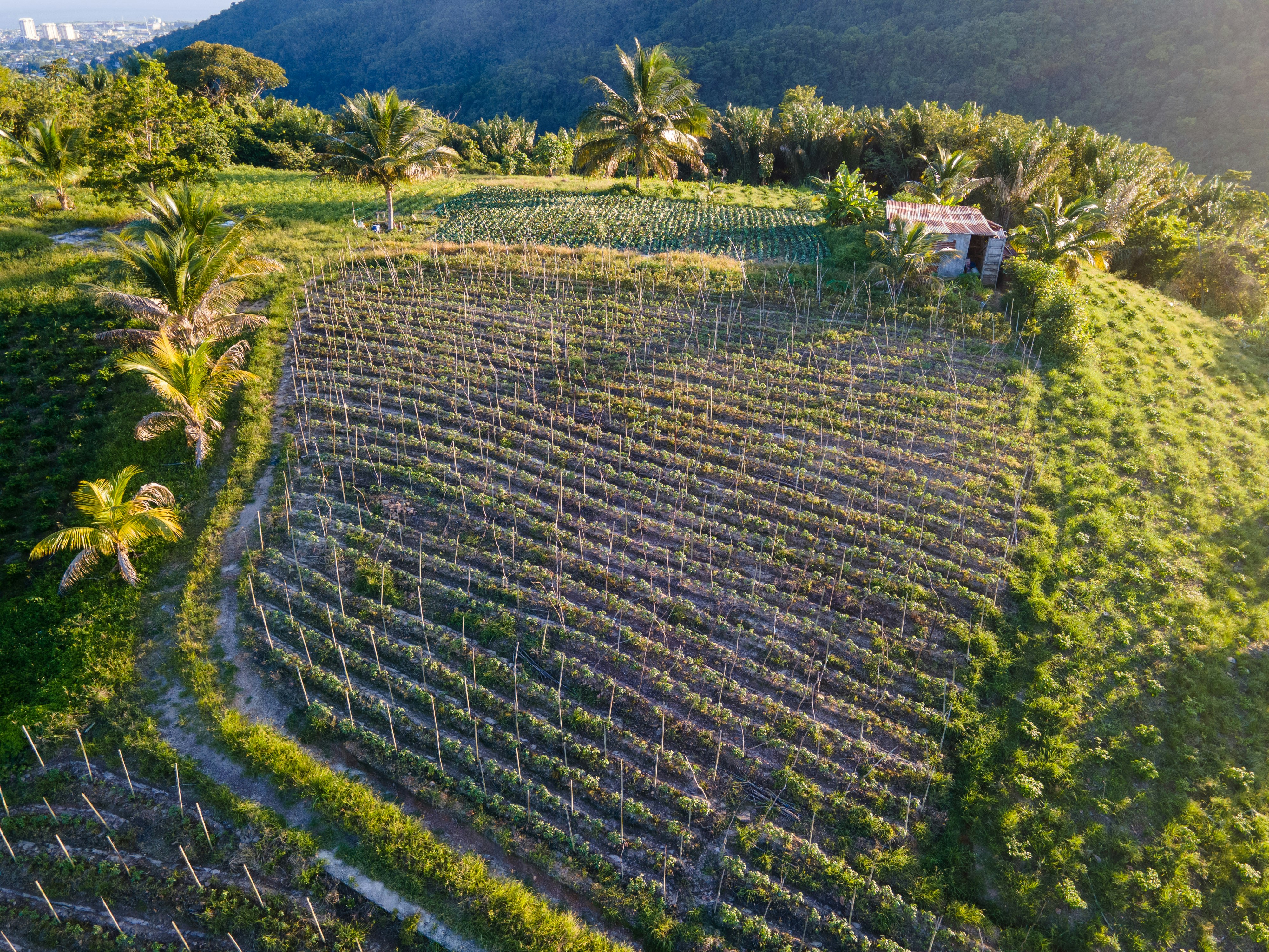 Can AI-Enabled Precision Farming Reduce Coconut and High-Value Crop Input Costs by 90%?