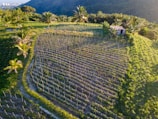 An aerial view of a lush, green agricultural field situated on a hillside, with rows of crops and several palm trees scattered throughout. In the distance, there is a dense forested area and hints of a city skyline under a clear blue sky. A small building or shed is visible near the crops.