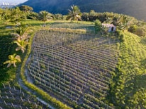 An aerial view of a lush, green agricultural field situated on a hillside, with rows of crops and several palm trees scattered throughout. In the distance, there is a dense forested area and hints of a city skyline under a clear blue sky. A small building or shed is visible near the crops.