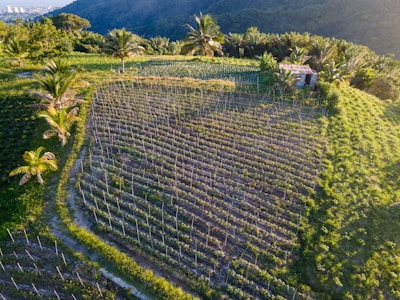An aerial view of a lush, green agricultural field situated on a hillside, with rows of crops and several palm trees scattered throughout. In the distance, there is a dense forested area and hints of a city skyline under a clear blue sky. A small building or shed is visible near the crops.