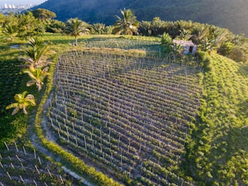 An aerial view of a lush, green agricultural field situated on a hillside, with rows of crops and several palm trees scattered throughout. In the distance, there is a dense forested area and hints of a city skyline under a clear blue sky. A small building or shed is visible near the crops.