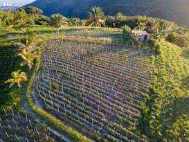 An aerial view of a lush, green agricultural field situated on a hillside, with rows of crops and several palm trees scattered throughout. In the distance, there is a dense forested area and hints of a city skyline under a clear blue sky. A small building or shed is visible near the crops.