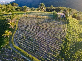 An aerial view of a lush, green agricultural field situated on a hillside, with rows of crops and several palm trees scattered throughout. In the distance, there is a dense forested area and hints of a city skyline under a clear blue sky. A small building or shed is visible near the crops.