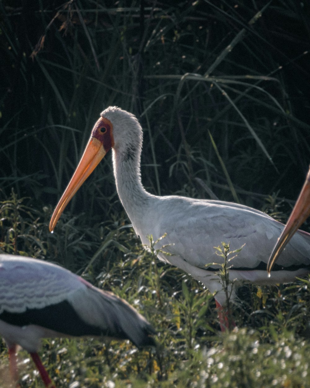 a group of white birds standing in a field