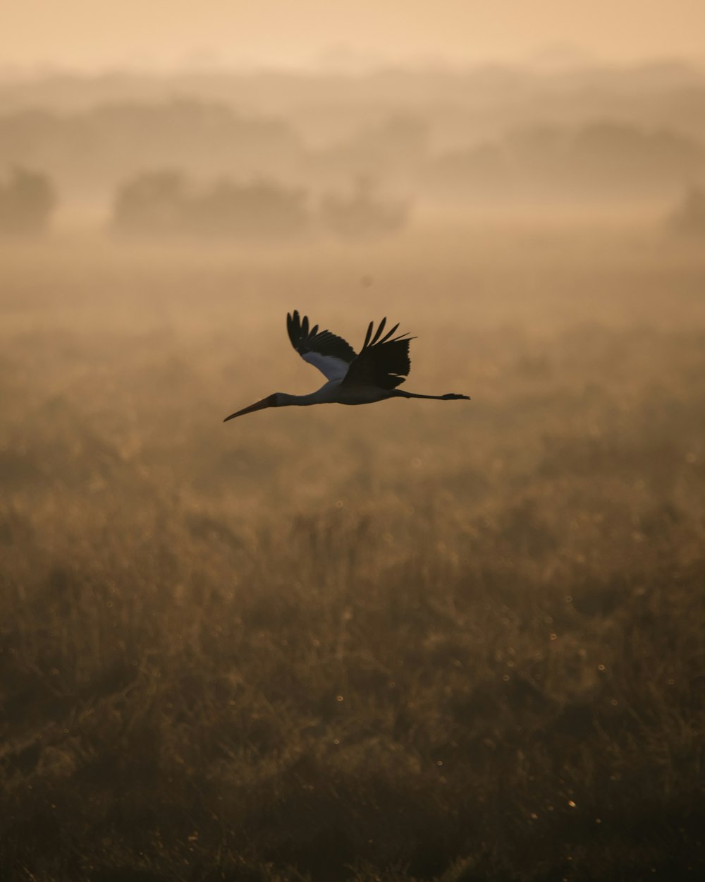 a large bird flying through a foggy field