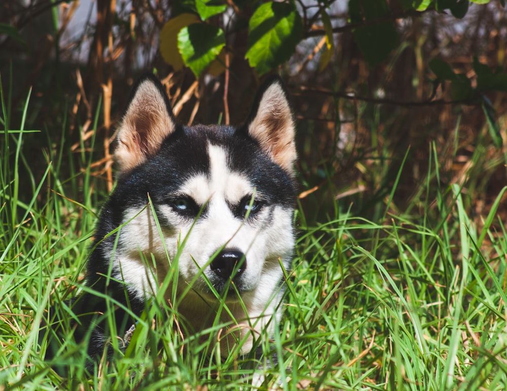 a black and white husky dog laying in the grass