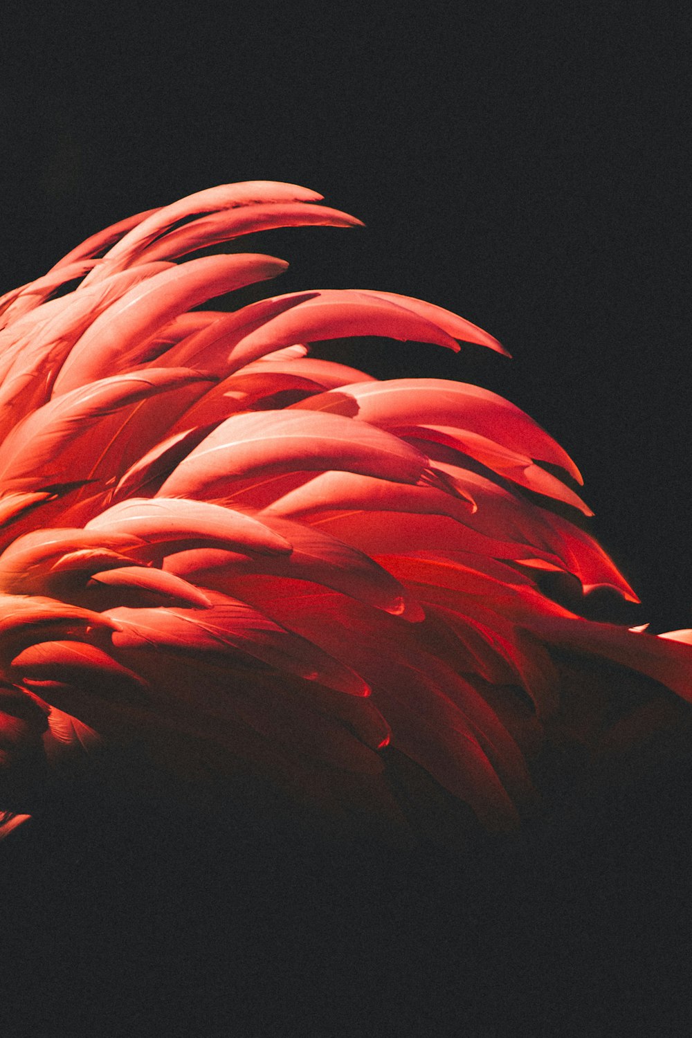 a close up of a red flower on a black background