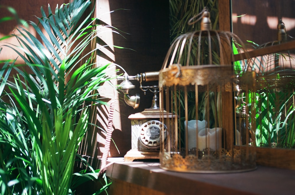 a birdcage sitting on a ledge next to a potted plant