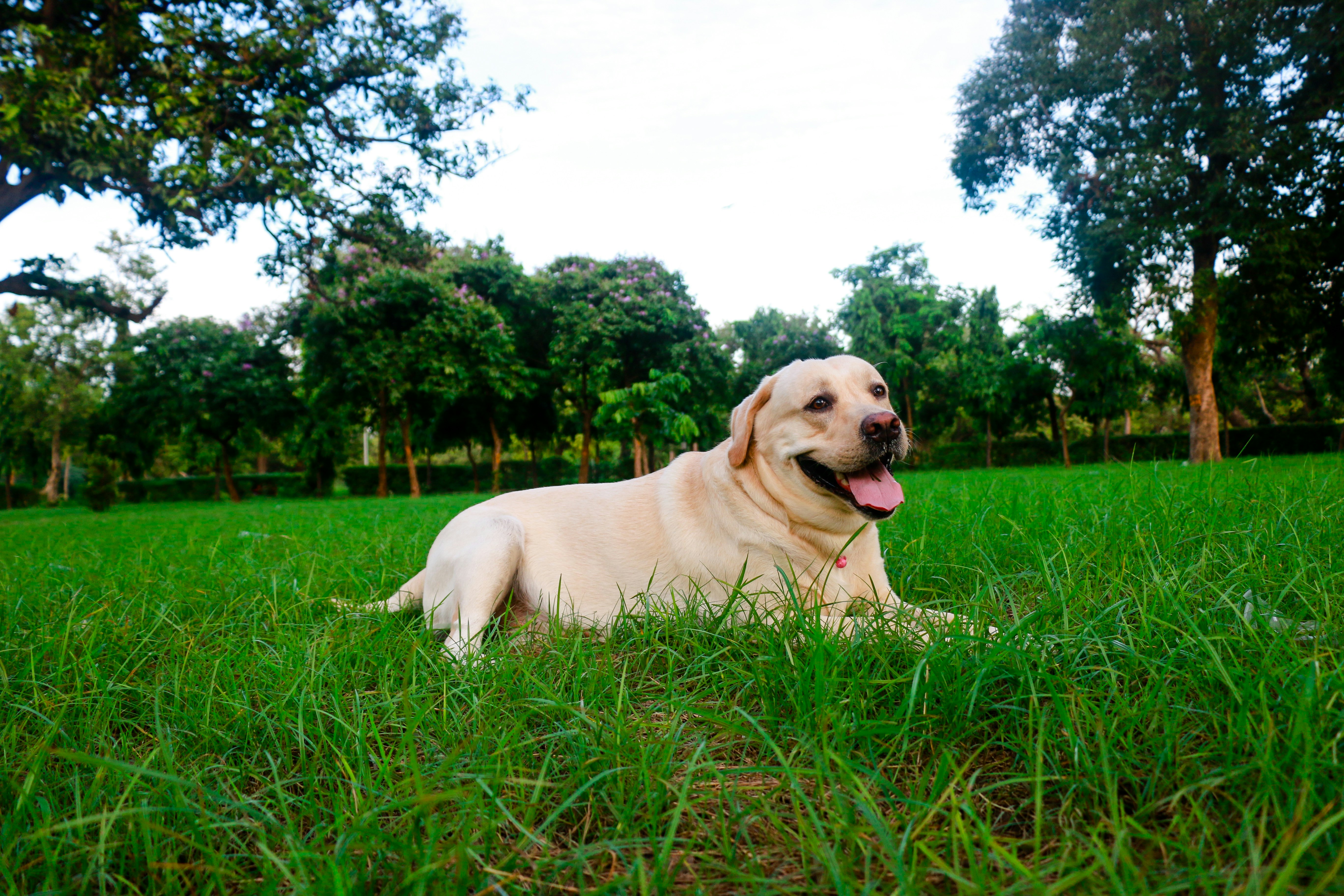 Slobbery kisses or Something More? Delving into Your Dog's Licking Habit