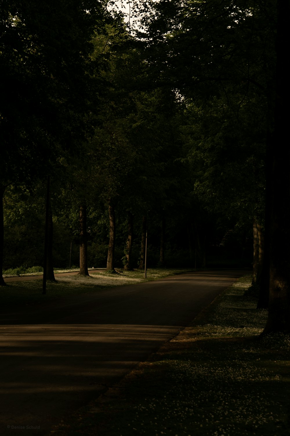 an empty road in the middle of a forest