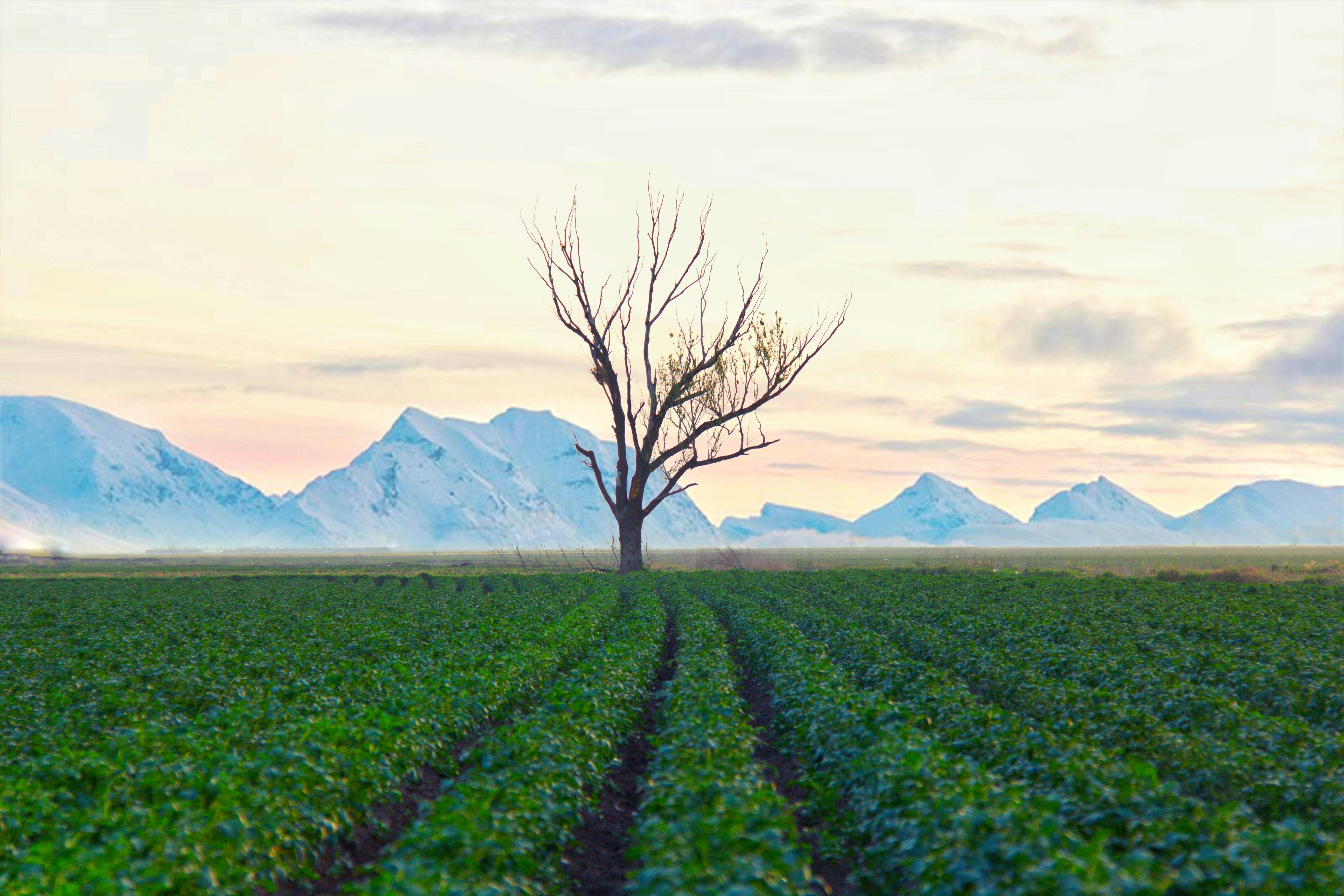a lone tree in a field with mountains in the background