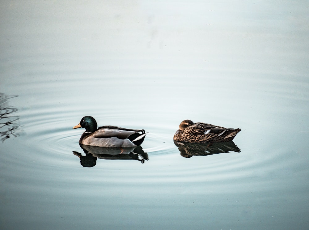 a couple of ducks floating on top of a lake