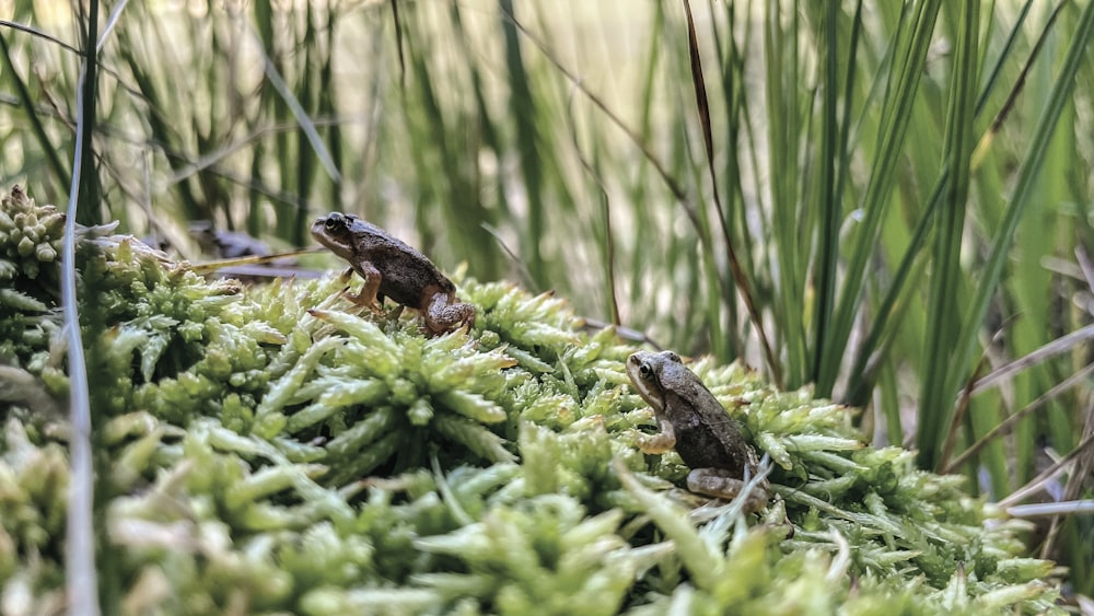 a frog sitting on top of a green mossy plant