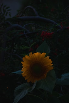 A vibrant yellow sunflower standing tall with its petals fully open, surrounded by large green leaves. There is a dark background with visible red berries and twisted branches, creating a contrast with the bright sunflower.