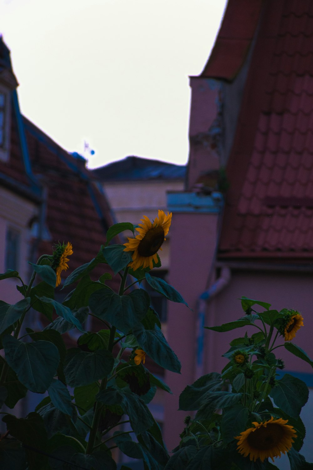 sunflowers in front of a row of buildings
