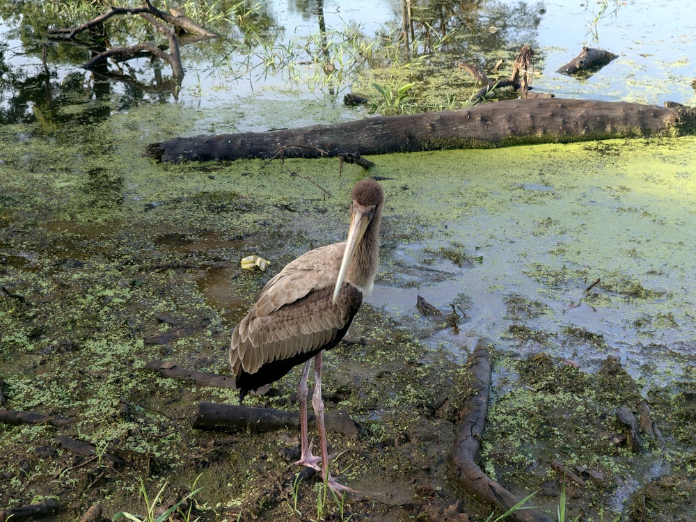 Ein großer Vogel, der in einem sumpfigen Gebiet steht