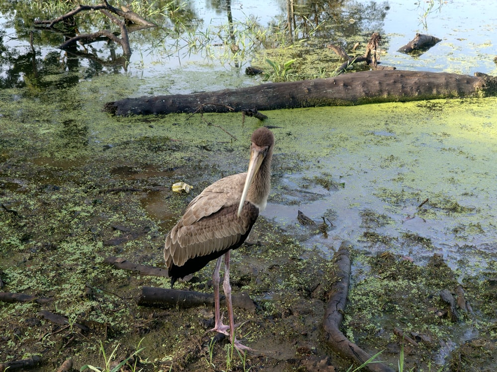 a large bird standing in a swampy area
