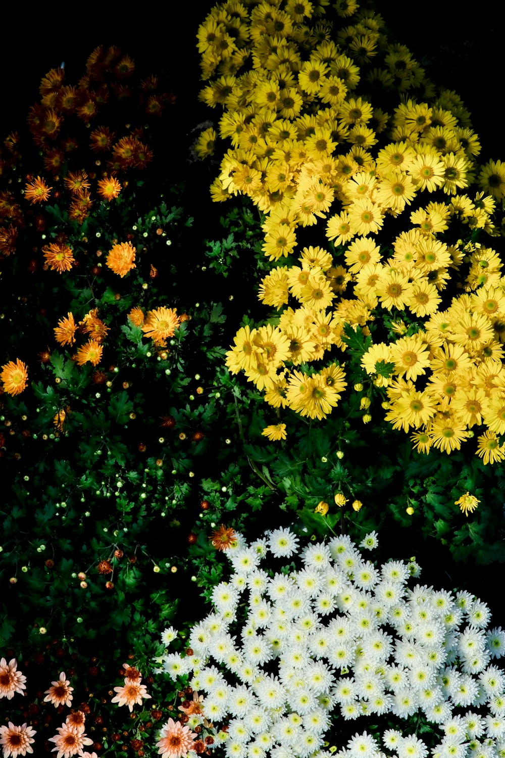 a bunch of flowers that are next to each other
