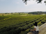 Guests enjoying a peaceful moment sipping tea overlooking rolling hills