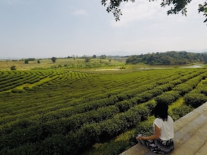 Edward sipping tea in a serene Chinese tea garden surrounded by lush green hills.