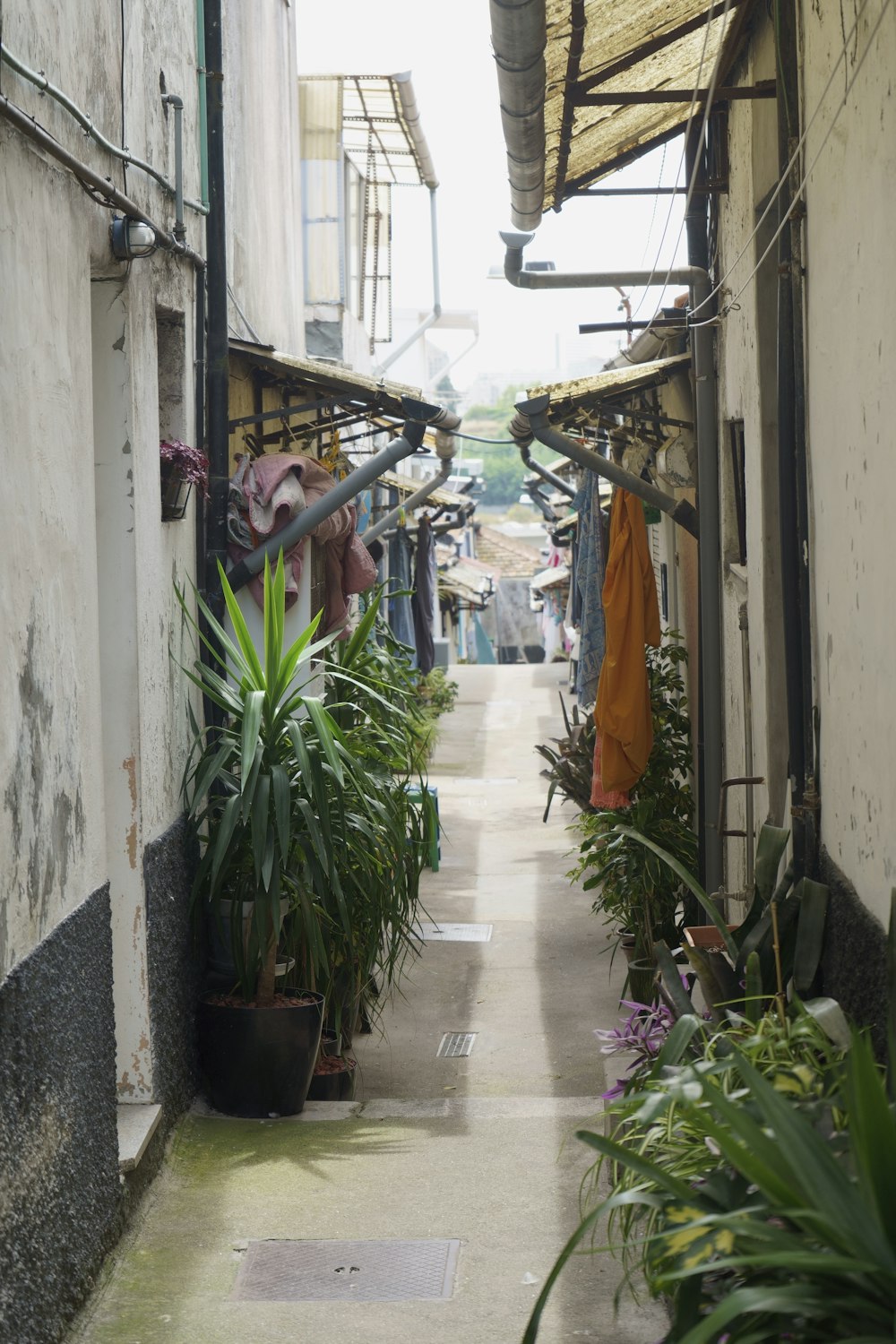 a narrow alley way with a bunch of plants