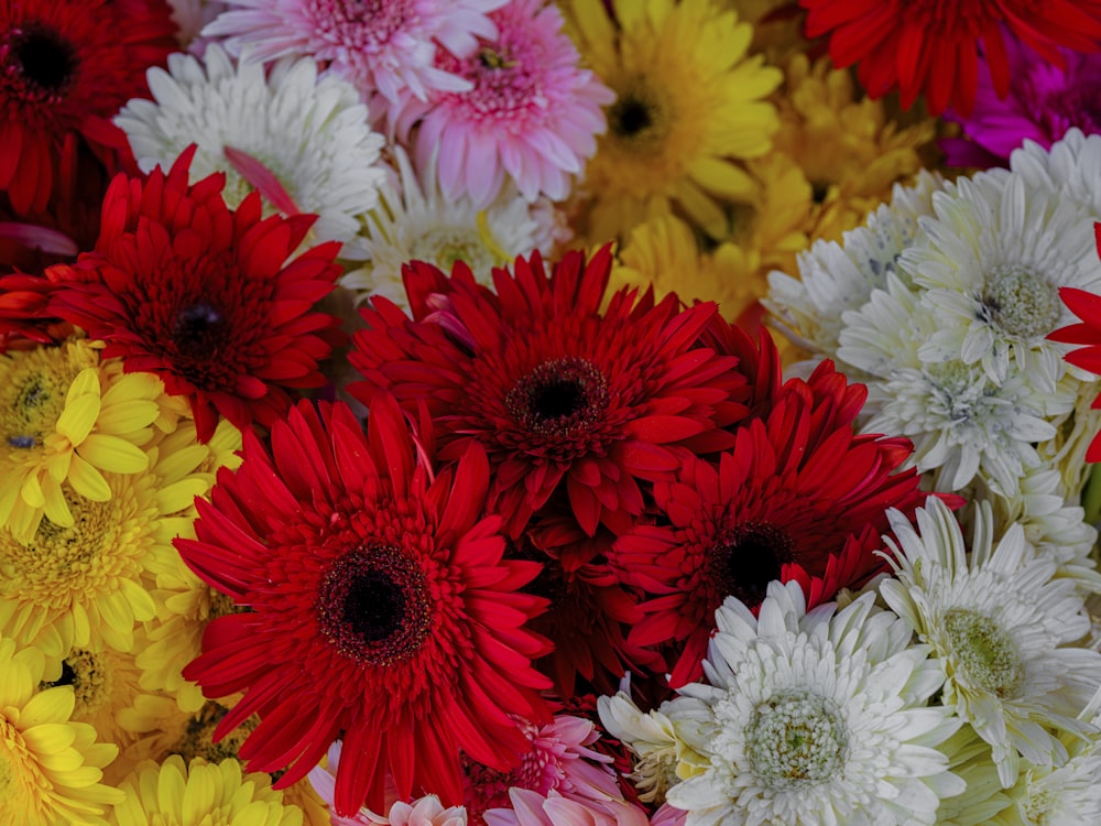 a close up of a bunch of colorful flowers