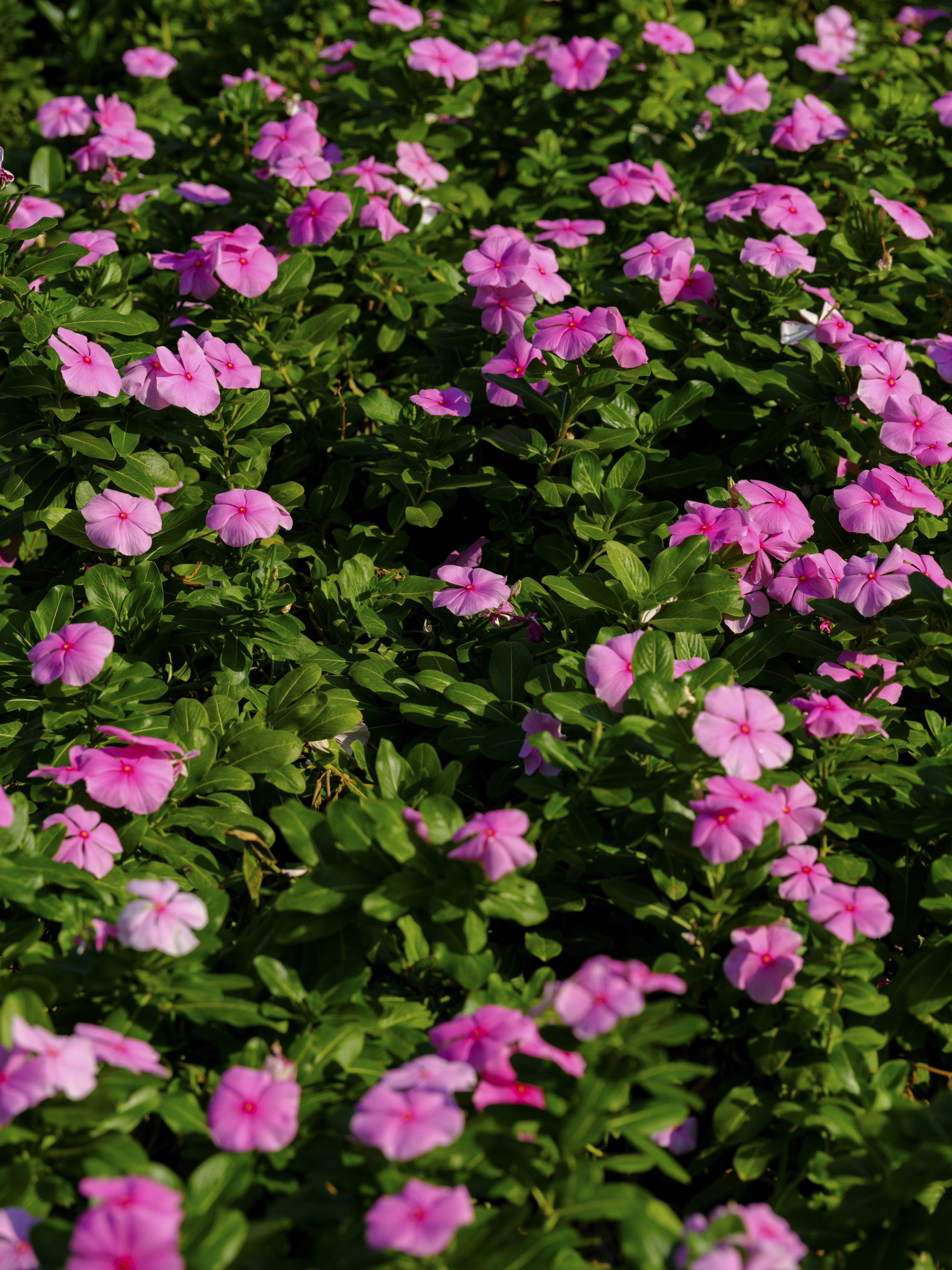 Photo by enginakyurt