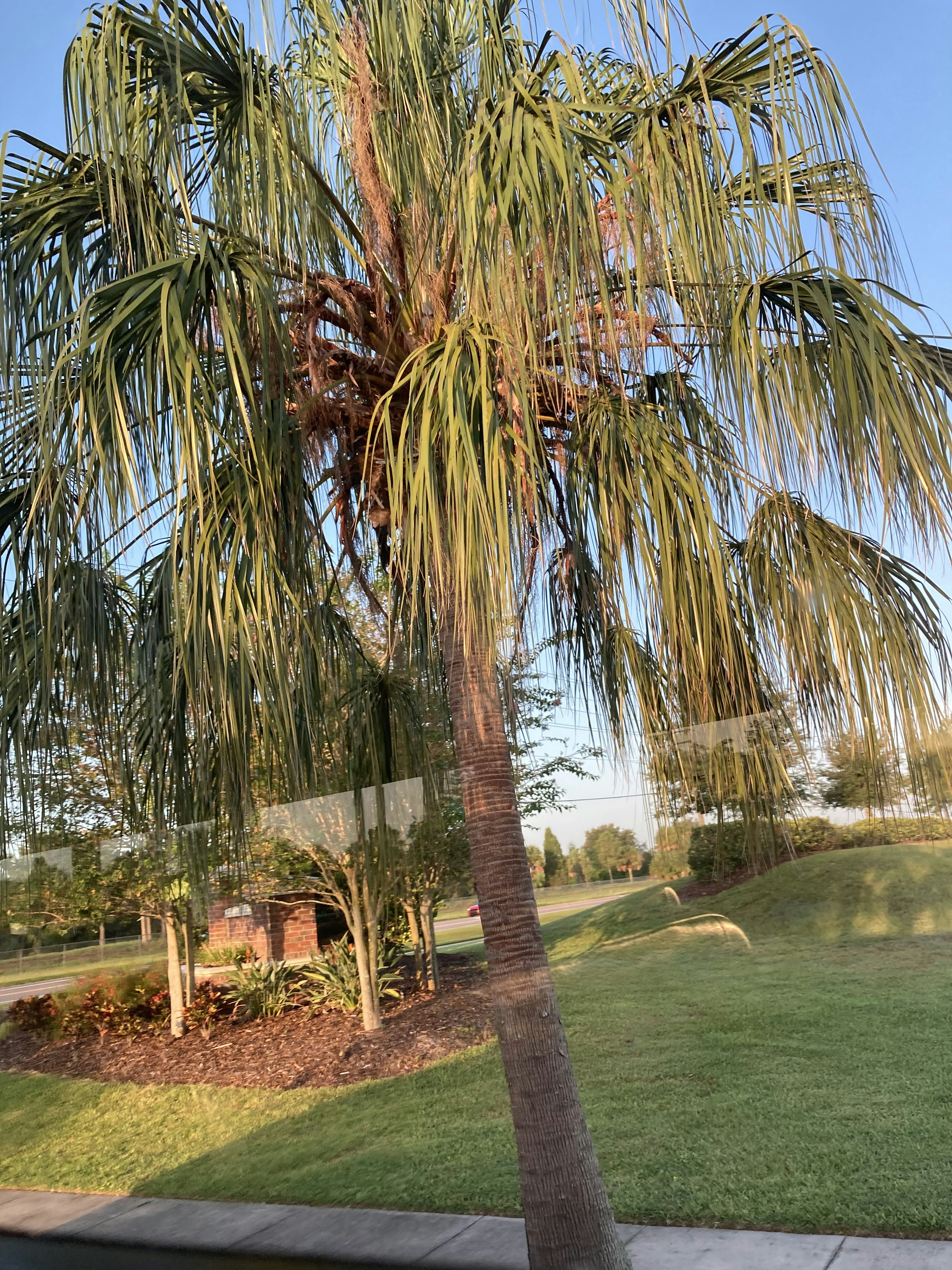 طرق العناية بأشجار النخيل