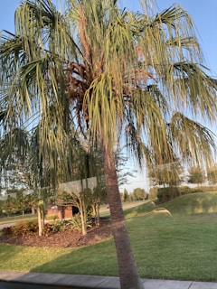 A tall palm tree with long, slender fronds stands in a landscaped area. The ground is covered with well-maintained grass, and a flower bed with mulch surrounds the base of the palm tree. In the background, a road and other trees can be seen under the clear blue sky.