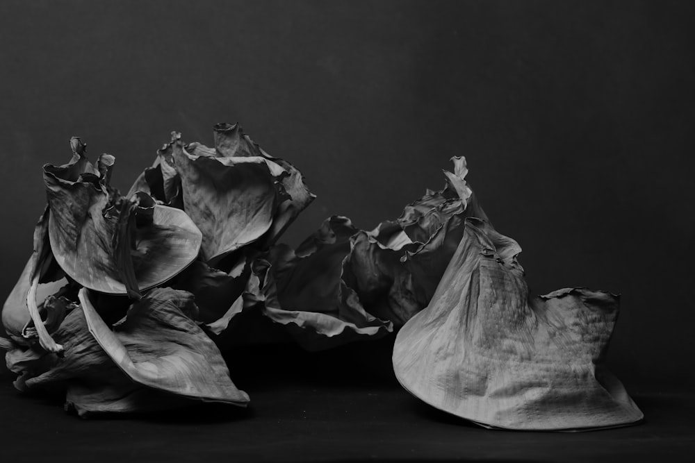 a black and white photo of three dried flowers