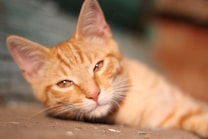 An orange tabby cat is lying down and looking towards the camera. Its fur is light orange with darker orange stripes and it has pale, almost closed eyes. The background is blurred with hints of green and brown.