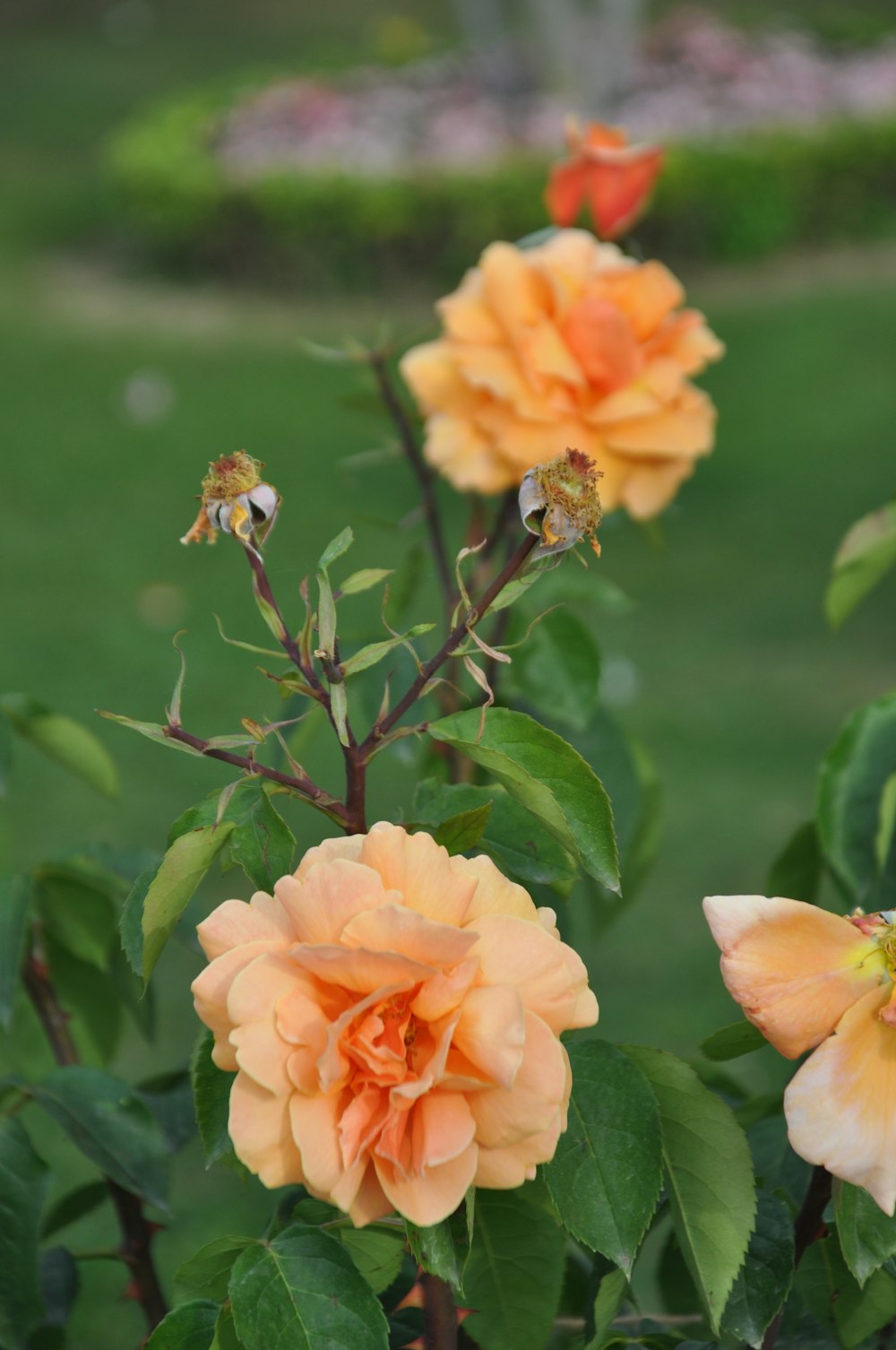 a group of orange flowers in a garden