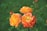 Three vibrant roses with yellow and orange petals are in bloom against a lush green background. The roses have a mix of tight and slightly open blooms, showcasing a gradient of colors from deep orange to bright yellow. Surrounding the flowers are green leaves and rosebuds.