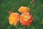 Three vibrant roses with yellow and orange petals are in bloom against a lush green background. The roses have a mix of tight and slightly open blooms, showcasing a gradient of colors from deep orange to bright yellow. Surrounding the flowers are green leaves and rosebuds.