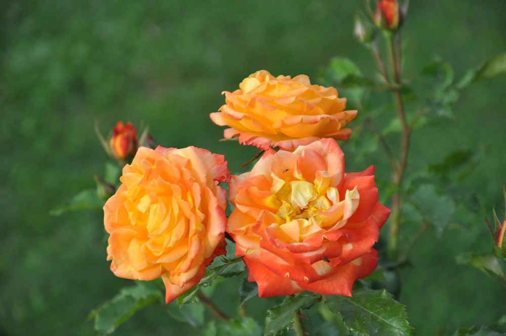three orange roses with green leaves in the background