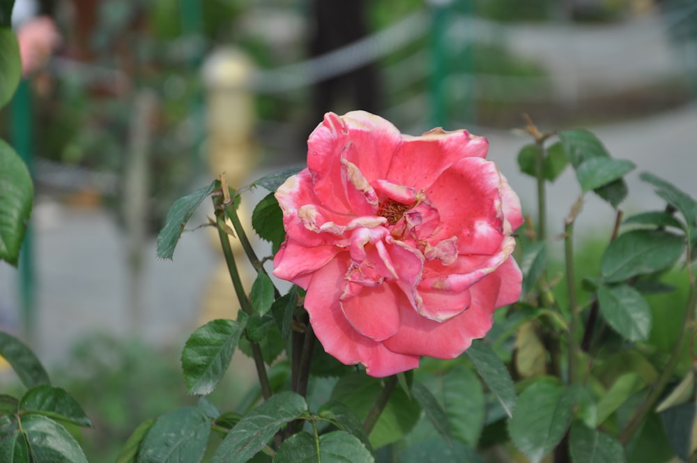 a pink rose is blooming in a garden