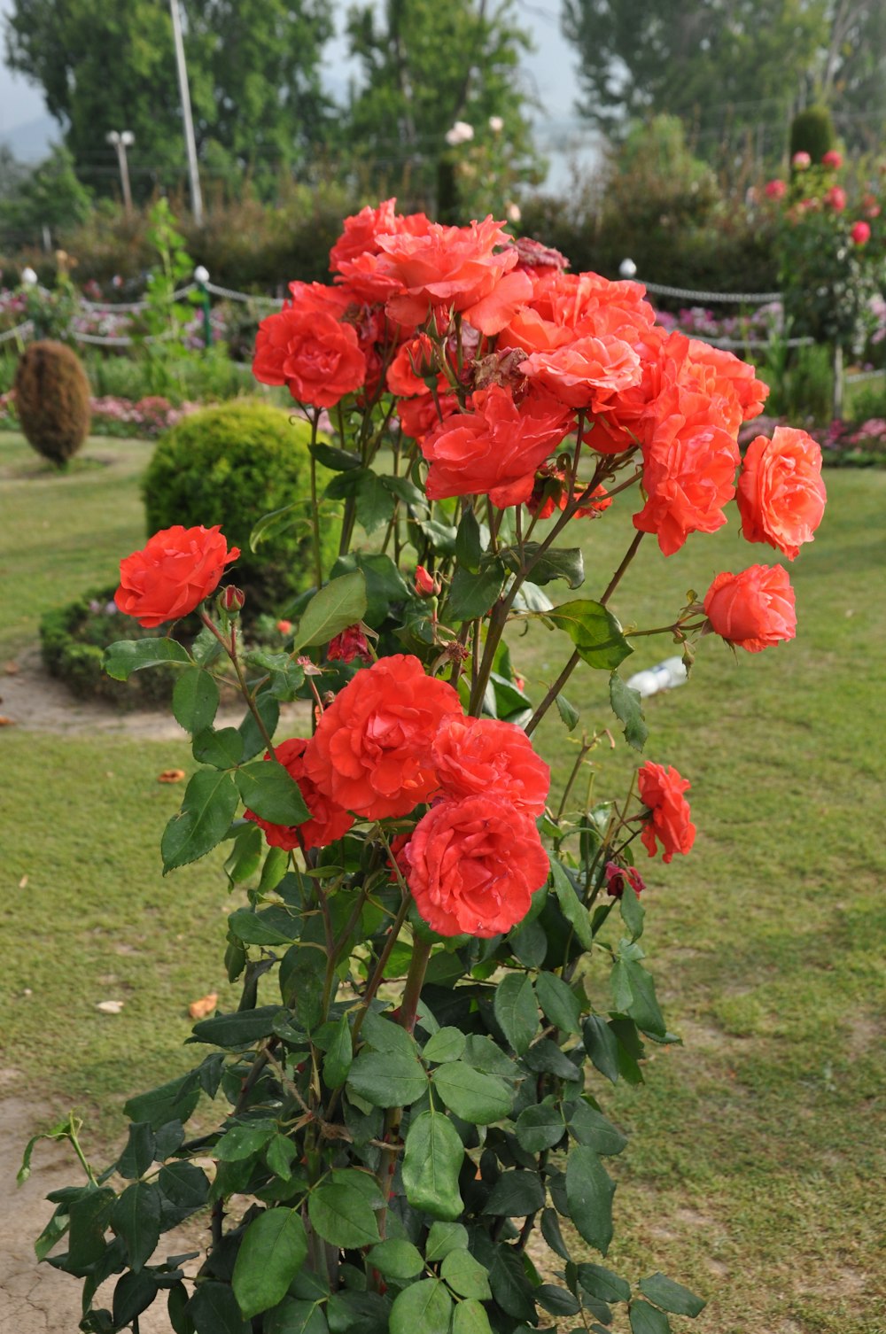 a bush of red roses in a garden