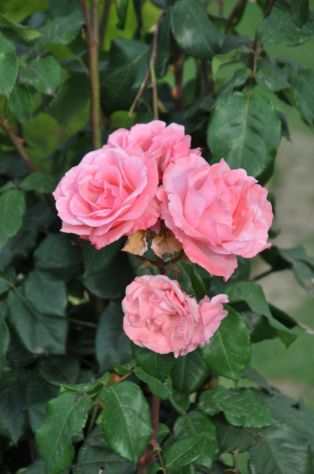 three pink roses are blooming on a bush