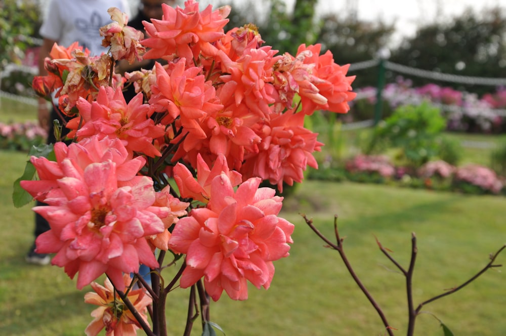 花瓶に入っている花の束