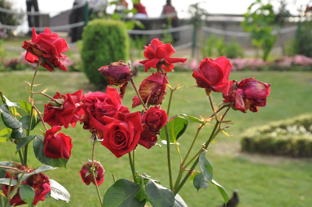 um monte de rosas vermelhas em um jardim