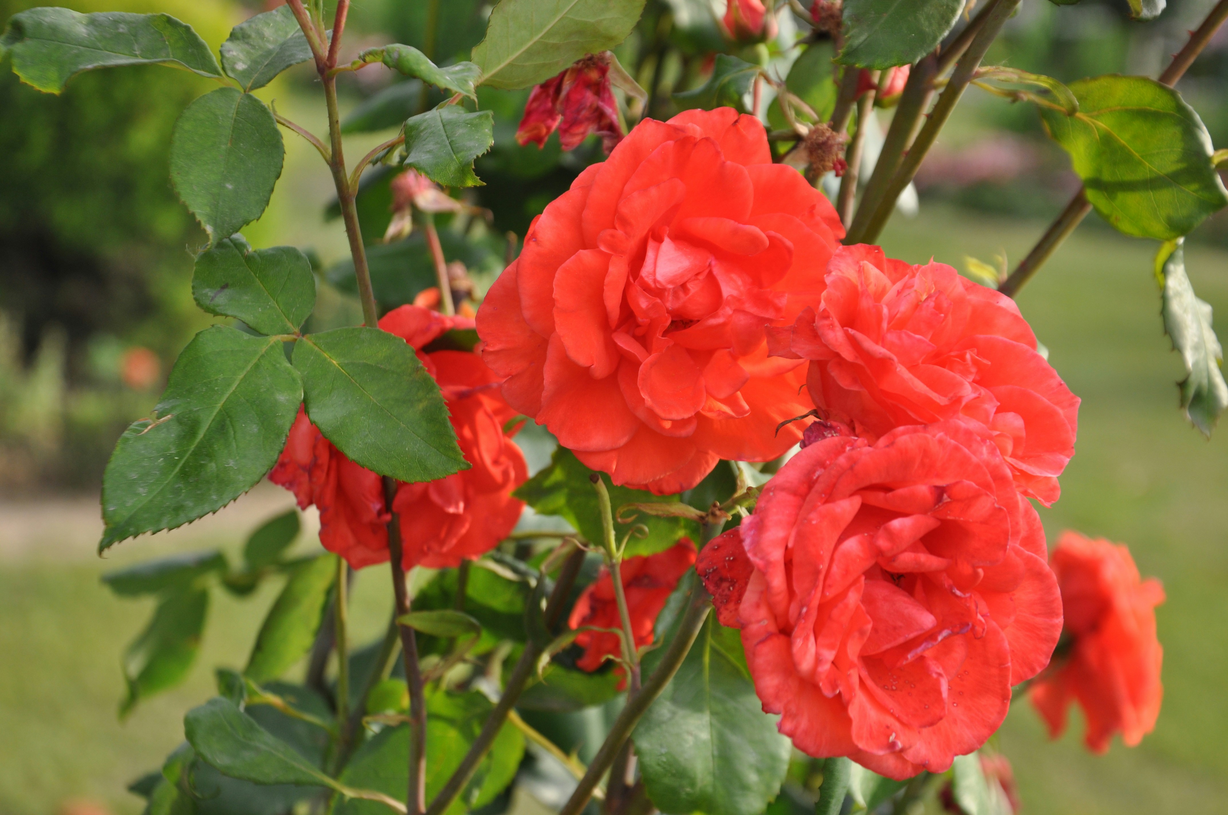 a bush of red flowers with green leaves