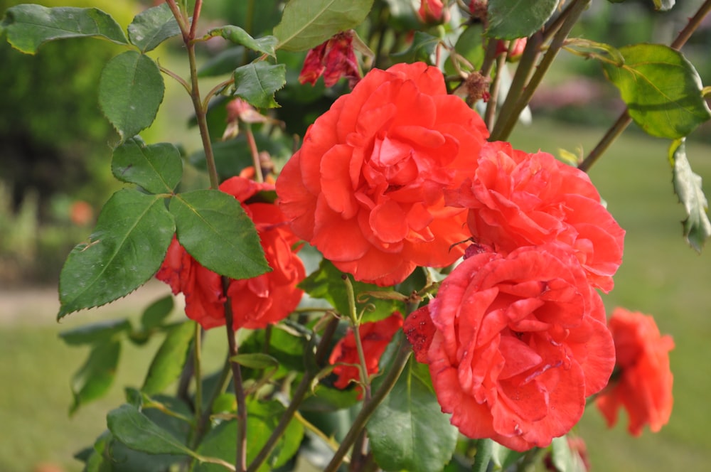 a bush of red flowers with green leaves