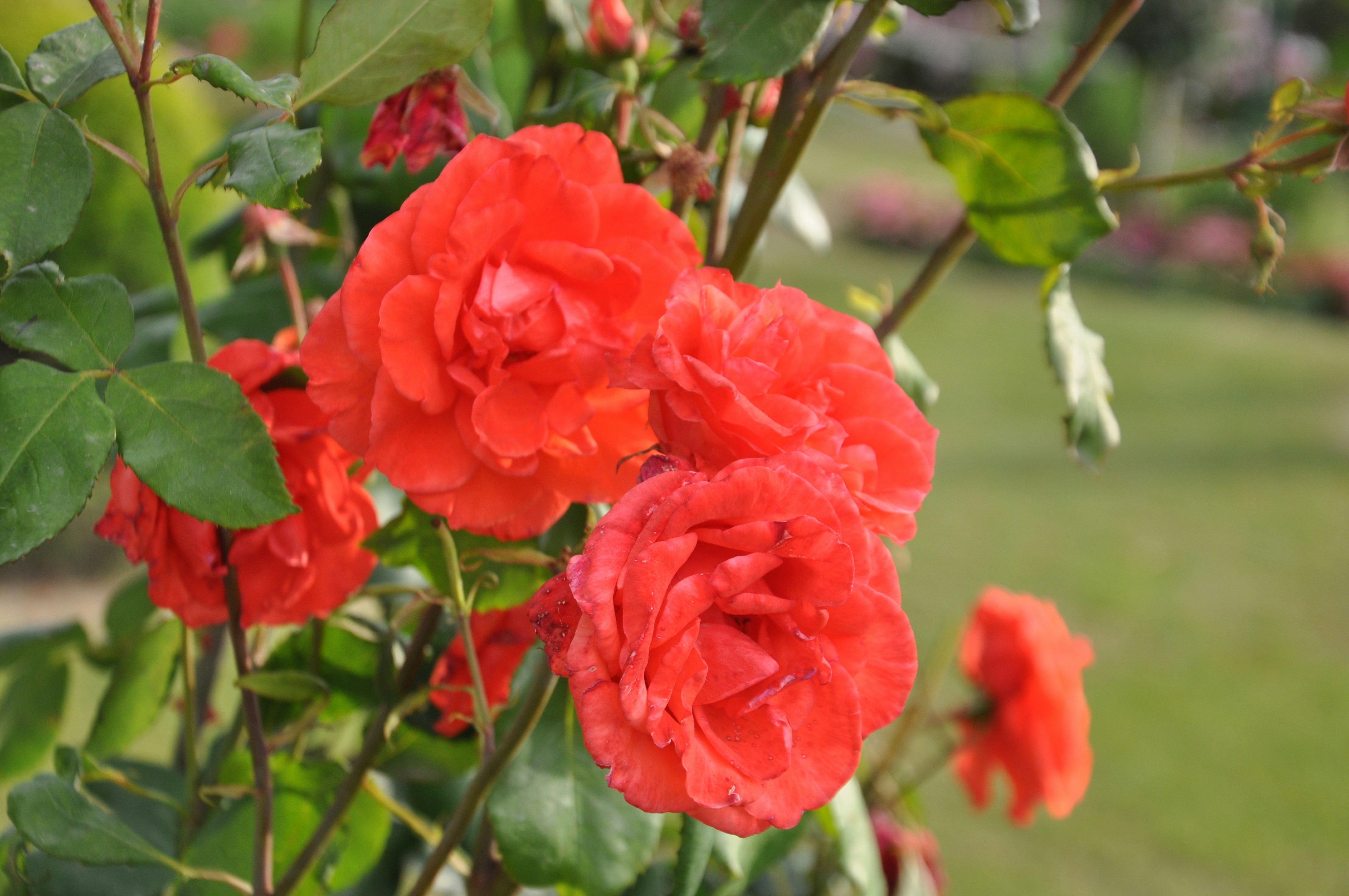 a bunch of red flowers in a garden