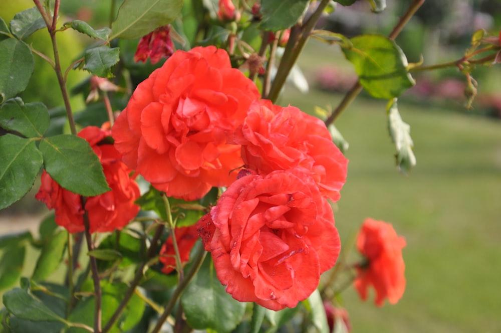 a bunch of red flowers in a garden