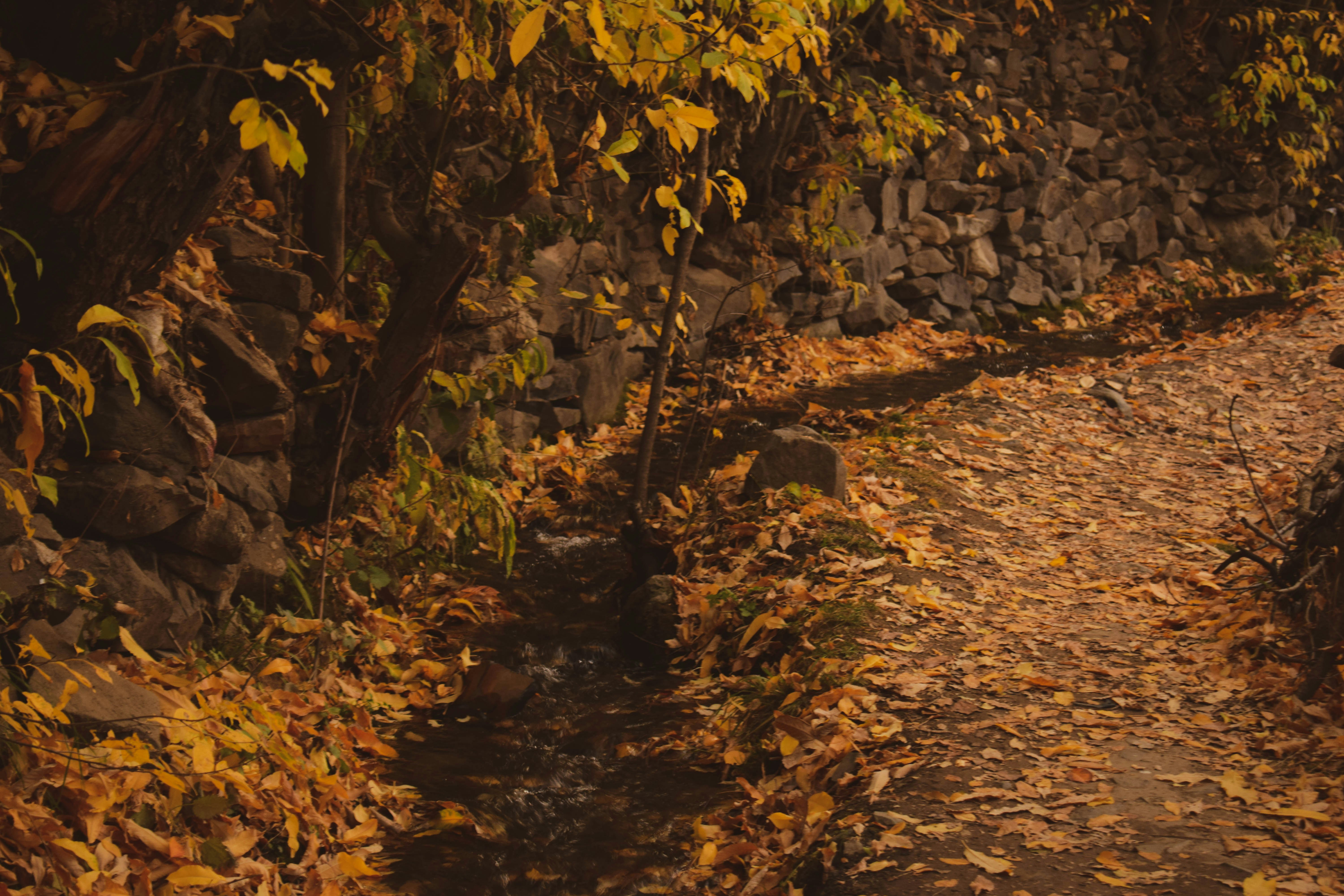 Photo by mehranredrose