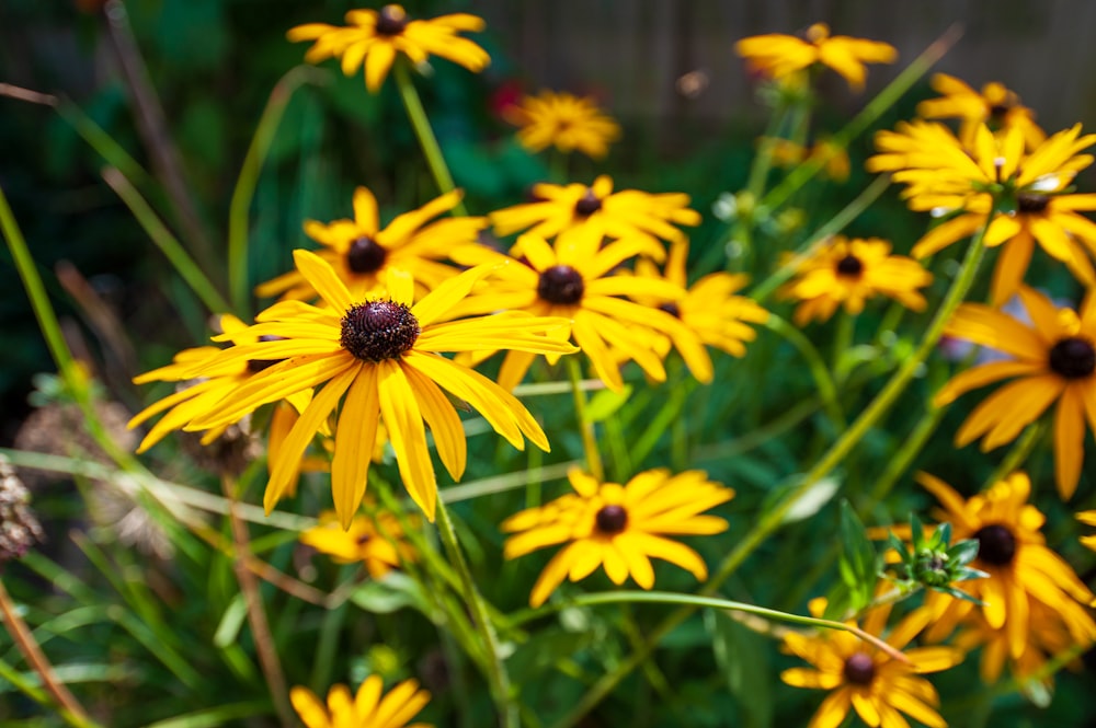 a bunch of yellow flowers in a garden