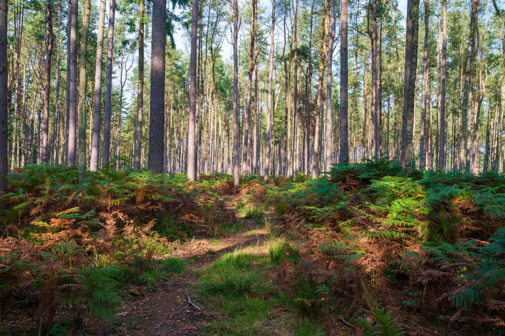 a path in the middle of a forest with lots of trees